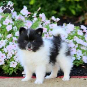 Echo, Pomeranian Puppy