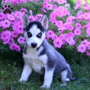 Echo, Siberian Husky Puppy