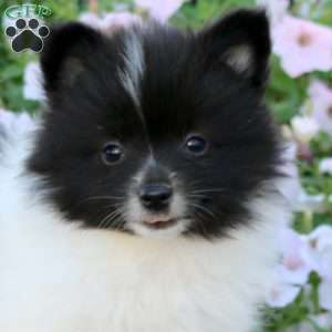 Echo, Pomeranian Puppy