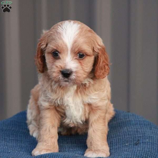 Echo, Cavapoo Puppy
