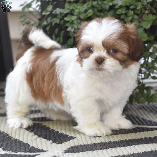 Echo, Shih Tzu Puppy