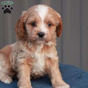 Echo, Cavapoo Puppy