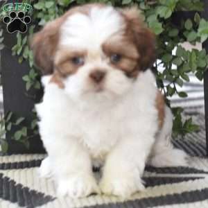 Echo, Shih Tzu Puppy
