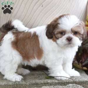 Echo, Shih Tzu Puppy