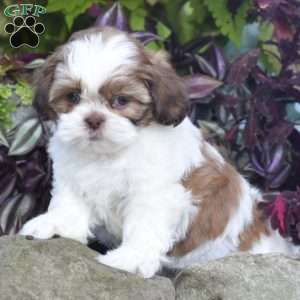 Echo, Shih Tzu Puppy