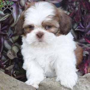 Echo, Shih Tzu Puppy