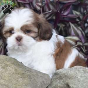 Echo, Shih Tzu Puppy
