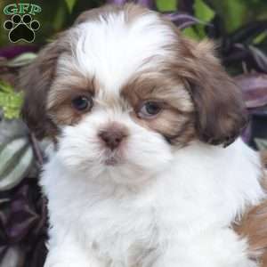 Echo, Shih Tzu Puppy