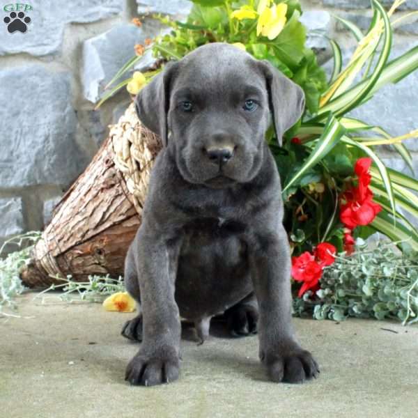Eddie, Cane Corso Puppy