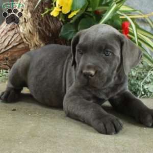Eddie, Cane Corso Puppy