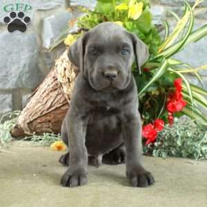 Eddie, Cane Corso Puppy