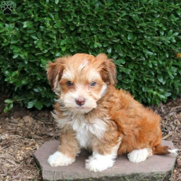 Eddy, Havanese Puppy