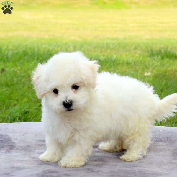 Eddy, Bichon Frise Puppy