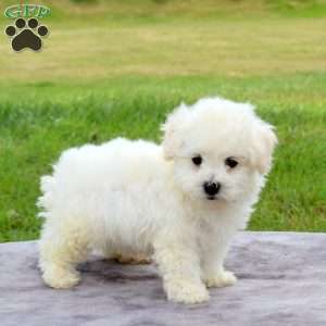 Eddy, Bichon Frise Puppy