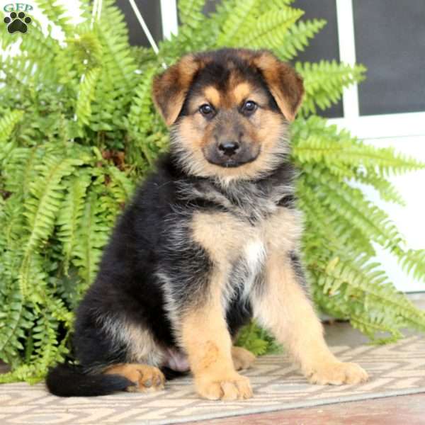 Edgar, German Shepherd Puppy