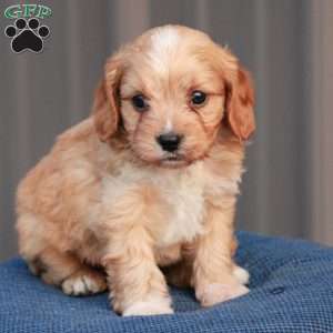 Edge, Cavapoo Puppy