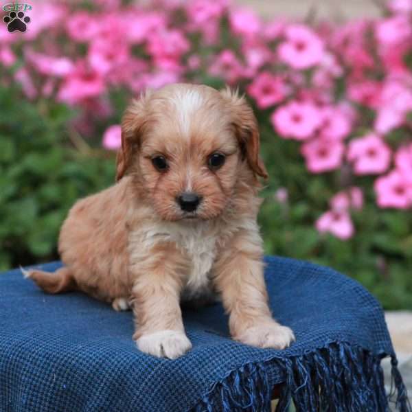 Edge, Cavapoo Puppy