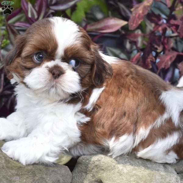 Edison, Shih Tzu Puppy