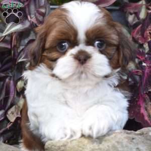 Edison, Shih Tzu Puppy