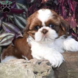 Edison, Shih Tzu Puppy