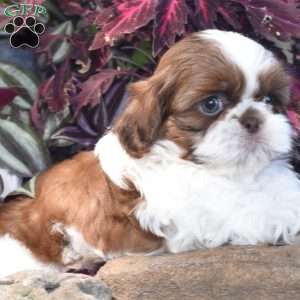 Edison, Shih Tzu Puppy