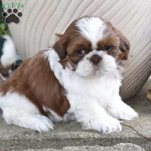 Edison, Shih Tzu Puppy