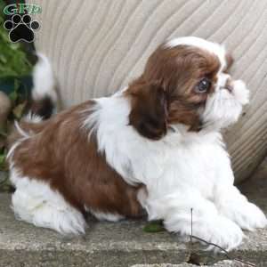 Edison, Shih Tzu Puppy