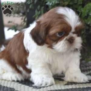 Edison, Shih Tzu Puppy