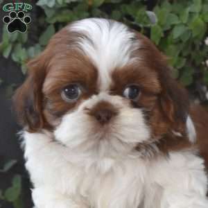Edison, Shih Tzu Puppy
