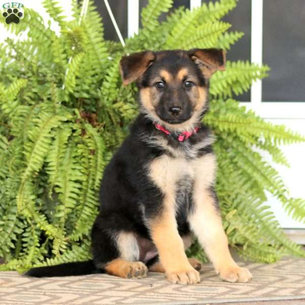 Elaine, German Shepherd Puppy