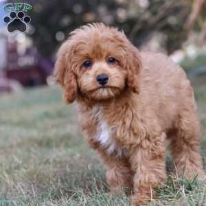 Elias, Cavapoo Puppy