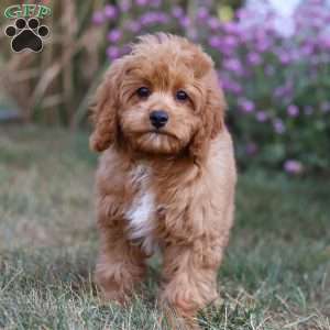Elias, Cavapoo Puppy