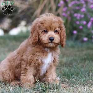 Elias, Cavapoo Puppy
