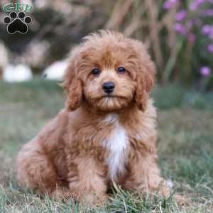 Elias, Cavapoo Puppy