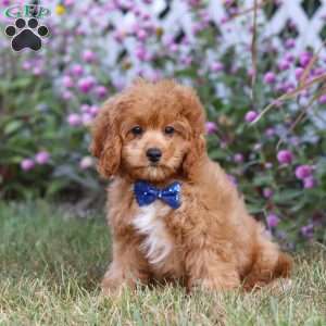 Elias, Cavapoo Puppy