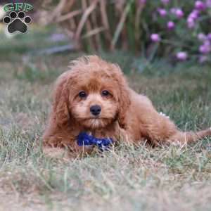 Elias, Cavapoo Puppy