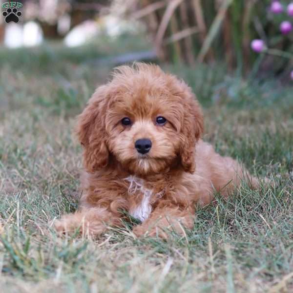 Elias, Cavapoo Puppy