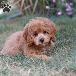 Elias, Cavapoo Puppy