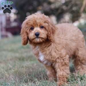 Elias, Cavapoo Puppy
