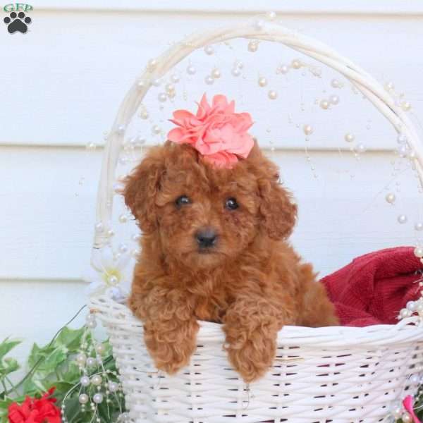 Ella, Cavapoo Puppy