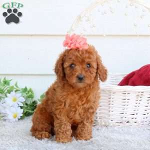 Ella, Cavapoo Puppy
