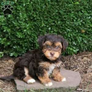 Ella, Havanese Puppy