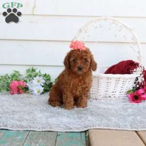 Ella, Cavapoo Puppy