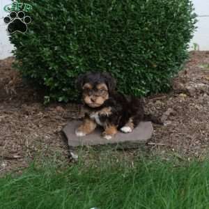 Ella, Havanese Puppy
