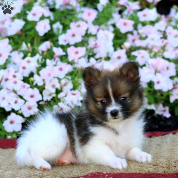 Ella, Pomeranian Puppy