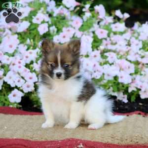 Ella, Pomeranian Puppy