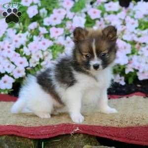 Ella, Pomeranian Puppy