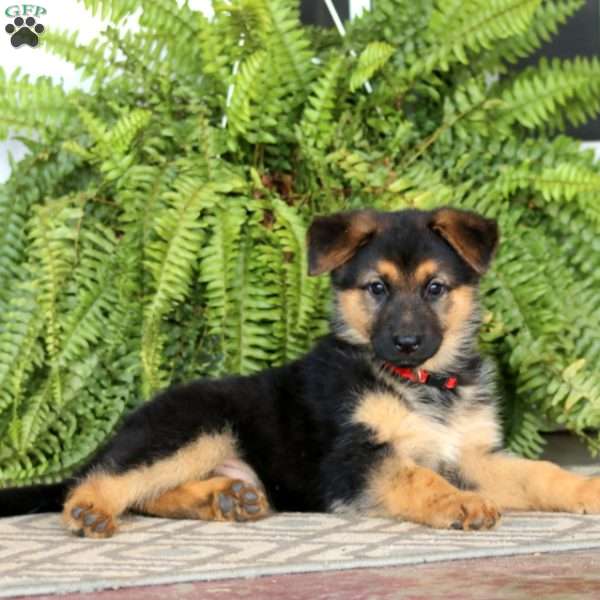 Ellen, German Shepherd Puppy