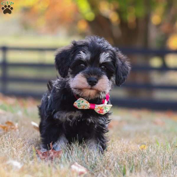 Evan, Miniature Schnauzer Puppy