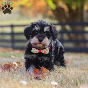 Evan, Miniature Schnauzer Puppy